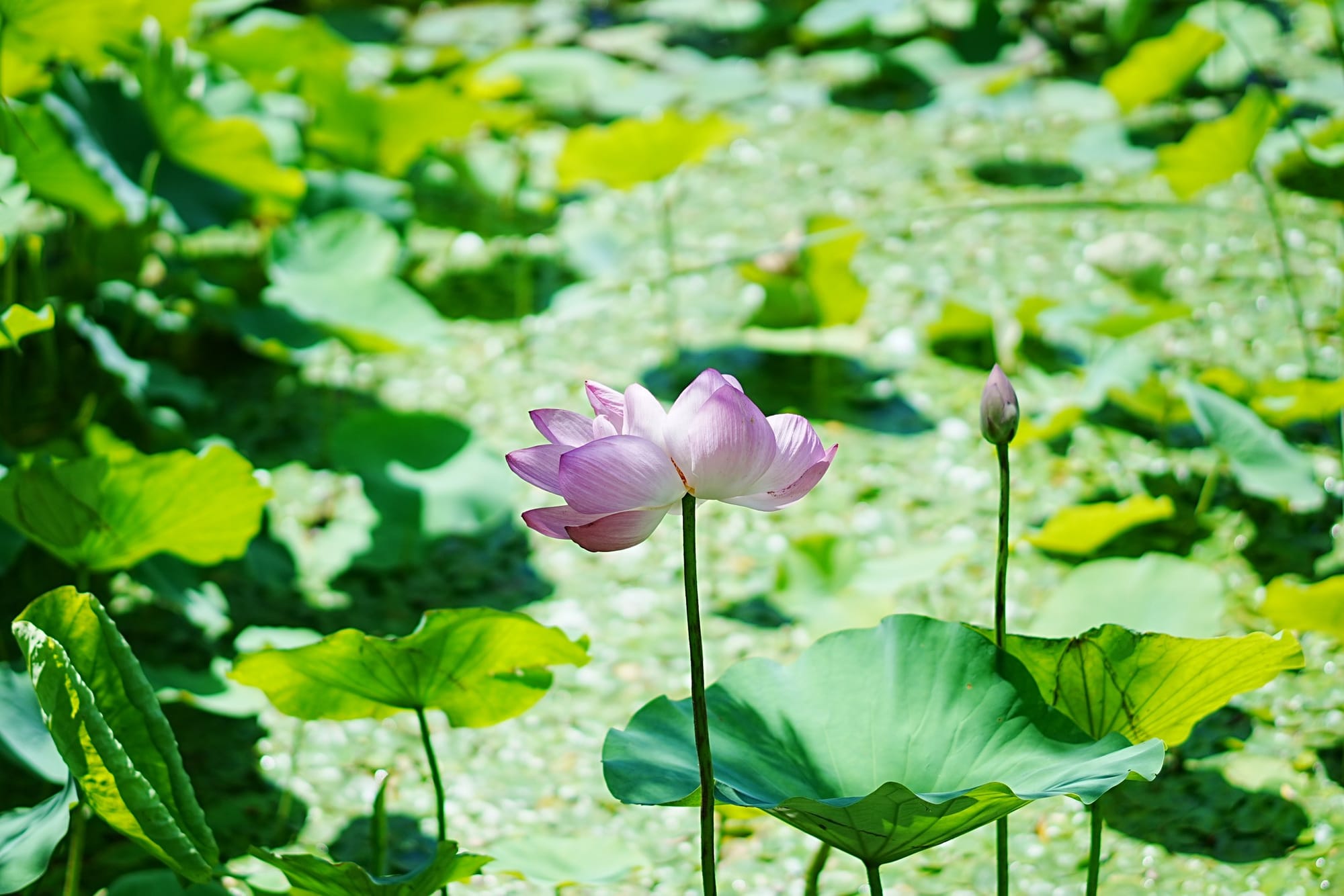 Summer at Liangma River